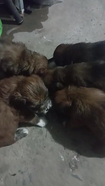 Chó Poodle lai Nhật màu Nâu. Mua bán Chó tại Thành phố Thuận An Bình Dương được đăng bởi nguyễn hoàng hình 1