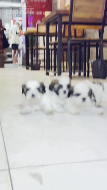 Chó Shih Tzu Trắng Nâu Chó con. Mua bán Chó tại Quận Hoàng Mai Hà Nội được đăng bởi cậu bé yêu cún hình 1
