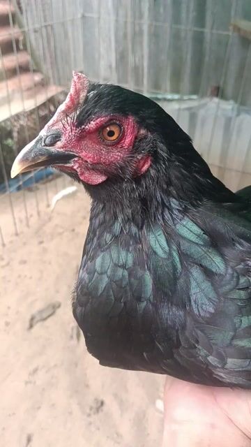 Gà mái nòi tơ. Mua bán Gà tại Quận Ô Môn Cần Thơ được đăng bởi Nguyễn Vũ Linh hình 1