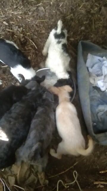 Chó con Đen Trắng Nâu đã biết ăn. Mua bán Chó tại Huyện Trảng Bom Đồng Nai được đăng bởi kim hình 1