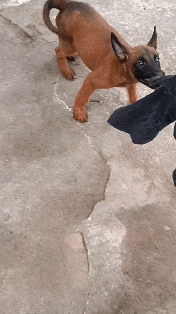 Béc bỉ đực ham đồ. Mua bán Chó tại Thị xã Duy Tiên Hà Nam được đăng bởi Vũ Văn Tính hình 1
