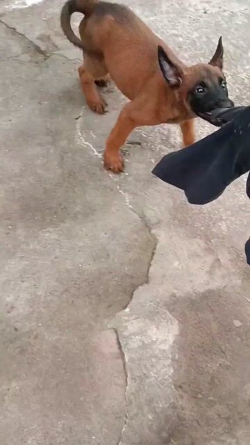 Béc bỉ đực ham đồ. Mua bán Chó tại Thị xã Duy Tiên Hà Nam được đăng bởi Vũ Văn Tính hình 1