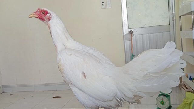 bướm thái mỹ chân xanh 4th trạng đẻ 2kg6. Mua bán Gà tại Quận 8 Tp Hồ Chí Minh được đăng bởi phương  cán đẹp hình 1