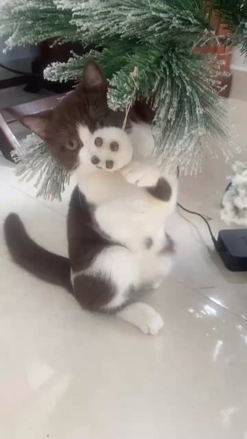 Mèo Anh lông ngắn Nâu trắng rất dễ thương.. Mua bán Mèo tại Thành phố Vũng Tàu Bà Rịa - Vũng Tàu được đăng bởi Nguyen Thuy Lam hình 1