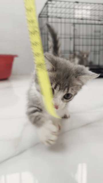 Mèo Anh lông ngắn Munchkin Tabby. Mua bán Mèo tại Huyện Trảng Bàng Tây Ninh được đăng bởi Tường Vy hình 1