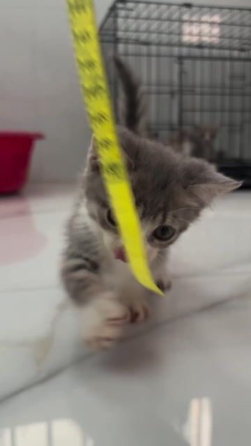 Mèo Anh lông ngắn Munchkin Tabby. Mua bán Mèo tại Huyện Trảng Bàng Tây Ninh được đăng bởi Tường Vy hình 1