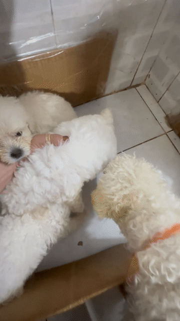 Chó Poodle lai Bichon trắng 2.5kg. Mua bán Chó tại Quận Bình Tân Tp Hồ Chí Minh được đăng bởi Dung Mai hình 1
