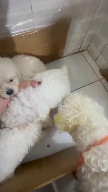 Chó Poodle lai Bichon trắng 2.5kg. Mua bán Chó tại Quận Bình Tân Tp Hồ Chí Minh được đăng bởi Dung Mai hình 1