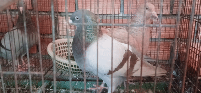 Chim bồ câu Titan Thái Xám. Mua bán Chim tại Quận Ninh Kiều Cần Thơ được đăng bởi Bồ câu titan hình 1