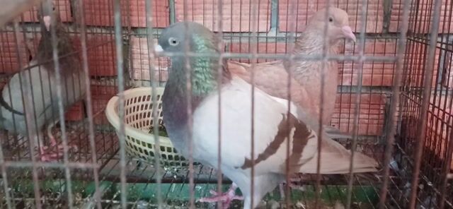 Chim bồ câu Titan Thái Xám. Mua bán Chim tại Quận Ninh Kiều Cần Thơ được đăng bởi Bồ câu titan hình 1