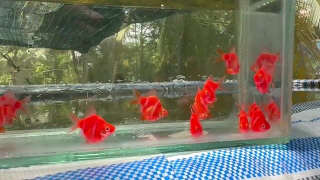 Shop chuyên cá Molly & Guppy. Mua bán Thú cưng khác tại Quận Bình Thạnh Tp Hồ Chí Minh được đăng bởi Quí Chuyên Molly vs Guppy hình 1