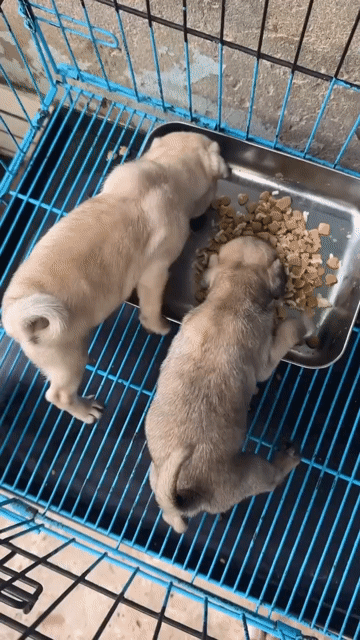 Chó Pug nâu vàng 2 tháng tuổi. Mua bán Chó tại undefined Cần Thơ được đăng bởi Trọng Bằng hình 1