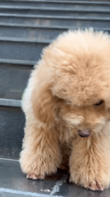 Chó Poodle Cái Nâu vàng 6 tháng. Mua bán Chó tại Quận Bình Tân Tp Hồ Chí Minh được đăng bởi Thăng hình 1