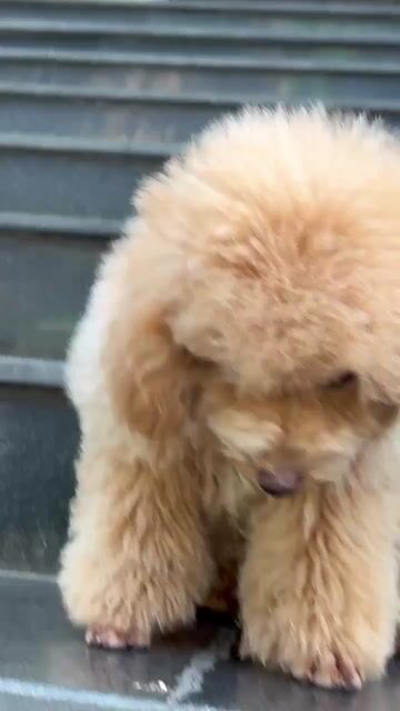 Chó Poodle Cái Nâu vàng 6 tháng. Mua bán Chó tại Quận Bình Tân Tp Hồ Chí Minh được đăng bởi Thăng hình 1