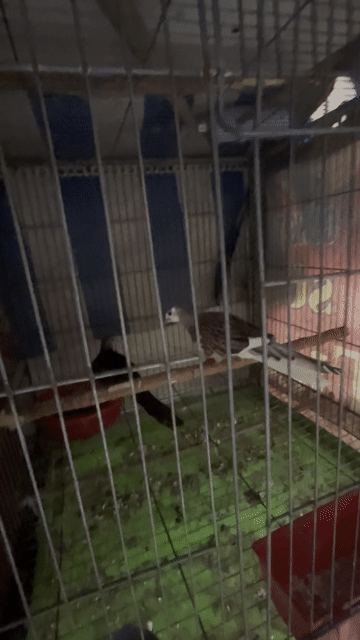 Chim cu Malaysia Thái Lan. Mua bán Chim tại Quận 12 Tp Hồ Chí Minh được đăng bởi nguyễn dự hình 1