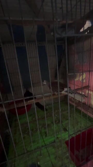 Chim cu Malaysia Thái Lan. Mua bán Chim tại Quận 12 Tp Hồ Chí Minh được đăng bởi nguyễn dự hình 1