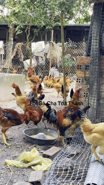Gà con Thuần chủng Vàng Tây Ninh. Mua bán Gà tại Thành phố Tây Ninh Tây Ninh được đăng bởi tuan kiet hình 1