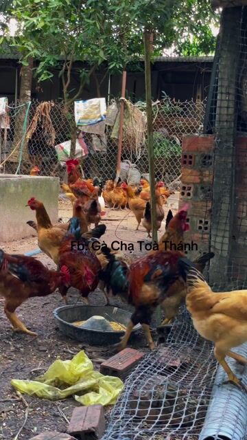 Gà con Thuần chủng Vàng Tây Ninh. Mua bán Gà tại Thành phố Tây Ninh Tây Ninh được đăng bởi tuan kiet hình 1