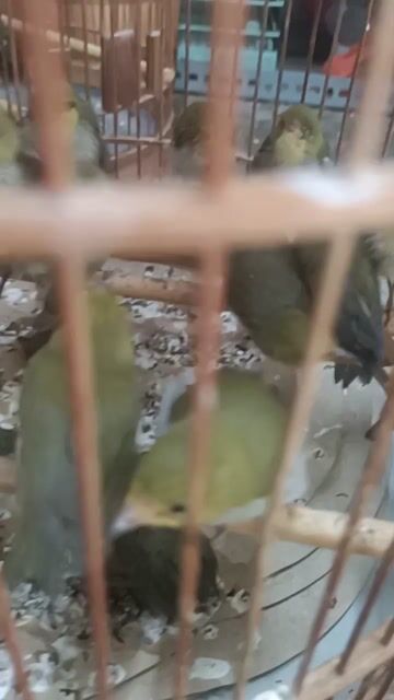  Khuyên xanh non trống. Mua bán Chim tại Quận 5 Tp Hồ Chí Minh được đăng bởi chim cảnh  hình 1