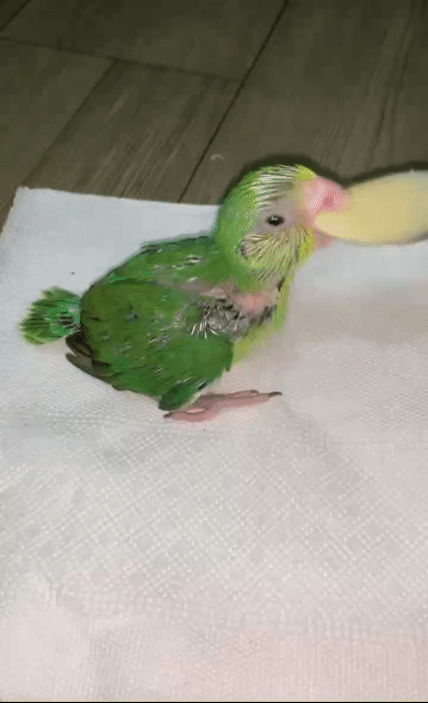 Vẹt Parrotlet baby, 25 ngày tuổi. Mua bán Chim tại Quận 12 Tp Hồ Chí Minh được đăng bởi Thanh Thủy hình 1