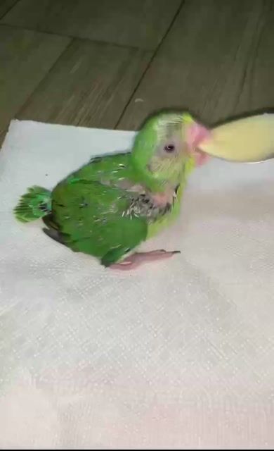 Vẹt Parrotlet baby, 25 ngày tuổi. Mua bán Chim tại Quận 12 Tp Hồ Chí Minh được đăng bởi Thanh Thủy hình 1