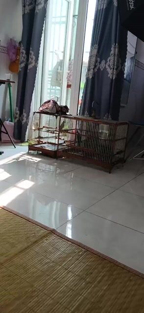 bán chim không lồng. Mua bán Chim tại Quận 12 Tp Hồ Chí Minh được đăng bởi Chương Phan hình 1