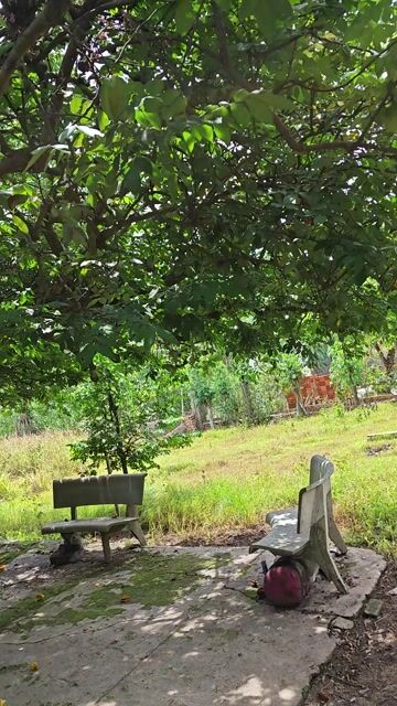 Cây cảnh Khế lâu năm đế tàn đẹp. Mua bán Cây cảnh, đồ trang trí tại Huyện Xuyên Mộc Bà Rịa - Vũng Tàu được đăng bởi Andy nguyễn hình 1
