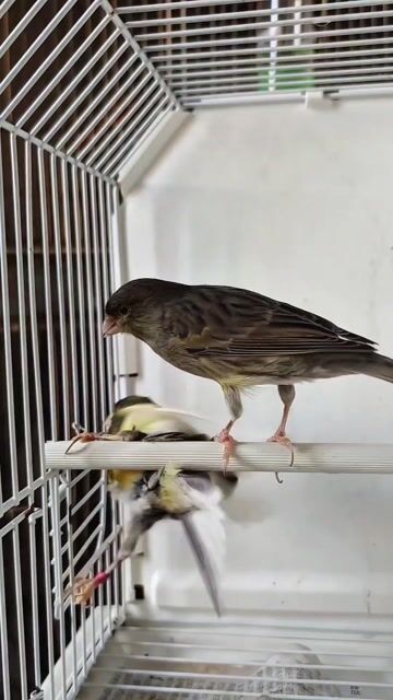 Chim Yến Hót Timbrado Nâu Vàng Trắng. Mua bán Chim tại Quận 12 Tp Hồ Chí Minh được đăng bởi Tân Dương  hình 1