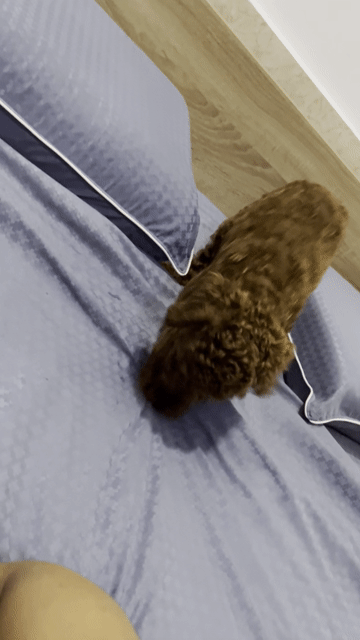 Chó Toy Poodle Nâu đỏ 6 tháng đã tiêm. Mua bán Chó tại Quận Bình Thạnh Tp Hồ Chí Minh được đăng bởi Thomas Cao hình 1
