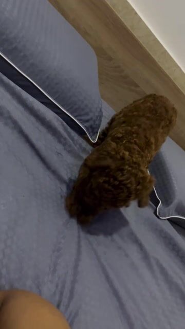 Chó Toy Poodle Nâu đỏ 6 tháng đã tiêm. Mua bán Chó tại Quận Bình Thạnh Tp Hồ Chí Minh được đăng bởi Thomas Cao hình 1