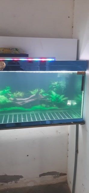 Bể cá cảnh Kính Đơn giản. Mua bán Phụ kiện, Thức ăn, Dịch vụ tại Thành phố Thuận An Bình Dương được đăng bởi adim hình 1
