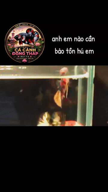 Cá cảnh Betta metalic copper Ánh kim. Mua bán Thú cưng khác tại Huyện Lấp Vò Đồng Tháp được đăng bởi Đăng Khoa hình 1