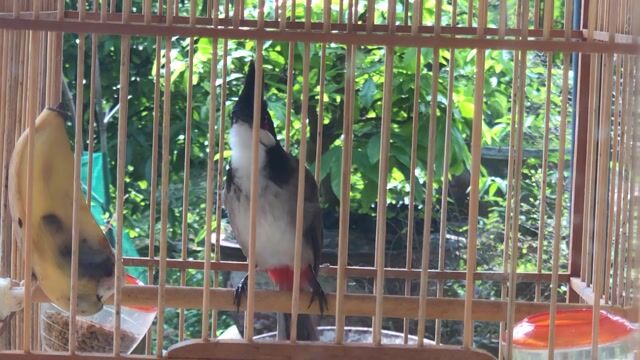 thanh lý chào mào giọng hay đẹp.. Mua bán Chim tại Huyện Quảng Điền Thừa Thiên Huế được đăng bởi Nguyên  hình 1