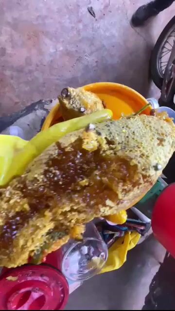 Mật ong ruồi tự nhiên. Mua bán Đồ ăn, thực phẩm và các loại khác tại Quận 7 Tp Hồ Chí Minh được đăng bởi Anh Kiệt hình 1