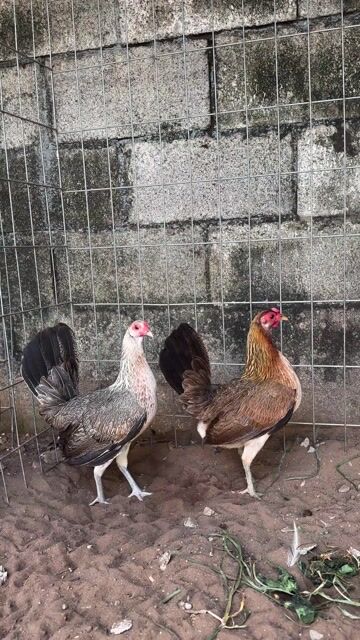 Gà Mái Tre Mỹ cái không tật lỗi. Mua bán Gà tại Thành phố Thủ Đức Tp Hồ Chí Minh được đăng bởi Tùng Nguyễn hình 1