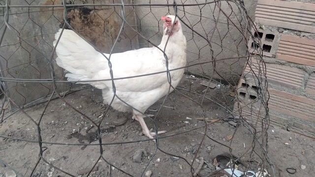 Gà Nòi Mỹ 2.8kg Trắng. Mua bán Gà tại Huyện Trảng Bàng Tây Ninh được đăng bởi happy new year 2026 hình 1