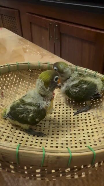 Vẹt Lovebird non. Mua bán Chim tại Quận Bình Thạnh Tp Hồ Chí Minh được đăng bởi Trần Hoàng hình 1