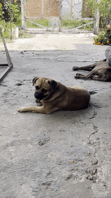 Chó Pug lai Nâu. Mua bán Chó tại Thành phố Tây Ninh Tây Ninh được đăng bởi vy yen hình 1
