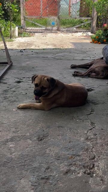 Chó Pug lai Nâu. Mua bán Chó tại Thành phố Tây Ninh Tây Ninh được đăng bởi vy yen hình 1