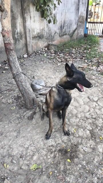 Chó Becgie Bỉ Malinois cái 10 tháng đã tiêm. Mua bán Chó tại Huyện Bến Lức Long An được đăng bởi Nguyễn Xuân Bách hình 1