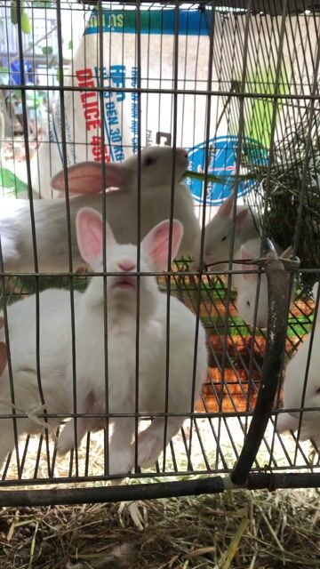 Thỏ con, thỏ sinh sản, bọ ú (chuột lang), gà con... Mua bán Thú cưng khác tại Quận Ninh Kiều Cần Thơ được đăng bởi Luong Thi Cam My hình 1