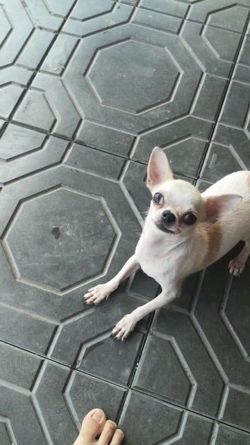 Chó chiahuahua  đực hơn 1 tuổi màu nâu vàng. Mua bán Chó tại Thành phố Thuận An Bình Dương được đăng bởi Ngọc hình 1