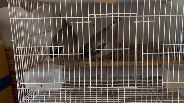 Tơ Malai. Mua bán Chim tại Quận Bình Thạnh Tp Hồ Chí Minh được đăng bởi TV hình 1