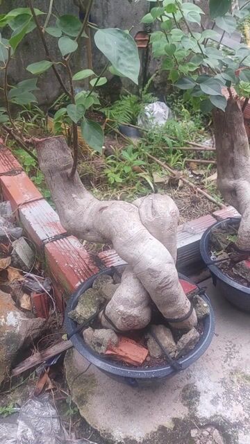 Cây cảnh Gốc giấy Sống khỏe. Mua bán Cây cảnh, đồ trang trí tại Thành phố Tây Ninh Tây Ninh được đăng bởi lethanh hình 1