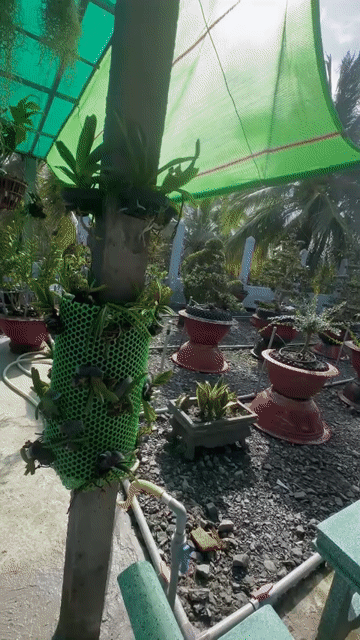 Thanh lý vườn cây kiểng Bonsai. Mua bán Cây cảnh, đồ trang trí tại Huyện Gò Công Tây Tiền Giang được đăng bởi MINH hình 1