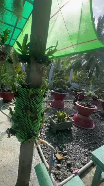 Thanh lý vườn cây kiểng Bonsai. Mua bán Cây cảnh, đồ trang trí tại Huyện Gò Công Tây Tiền Giang được đăng bởi MINH hình 1