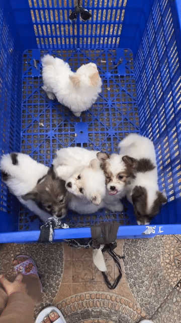 chó nhật lai bắc kinh. Mua bán Chó tại Huyện Thái Thụy Thái Bình được đăng bởi Văn Thịnh hình 1