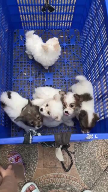 chó nhật lai bắc kinh. Mua bán Chó tại Huyện Thái Thụy Thái Bình được đăng bởi Văn Thịnh hình 1