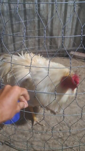 2kg5 5x tay cục. Mua bán Gà tại Quận Bình Thuỷ Cần Thơ được đăng bởi thienanh hình 1