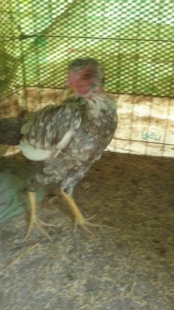 Gà mái sắp đẻ. Mua bán Gà tại Huyện Đức Linh Bình Thuận được đăng bởi thanh 86 hình 1